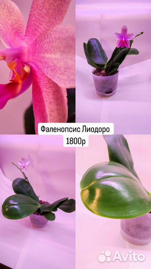 Фаленопсис Лиодоро цветущий