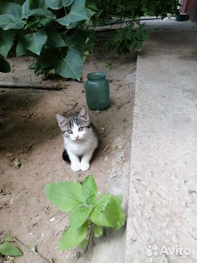 Кошки в добрые руки бесплатно
