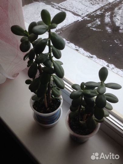 Денежное деревце