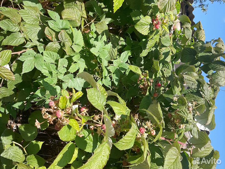 Саженцы малины полька