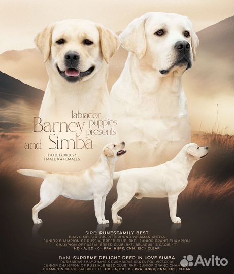 Щенки породы лабрадор ретривер