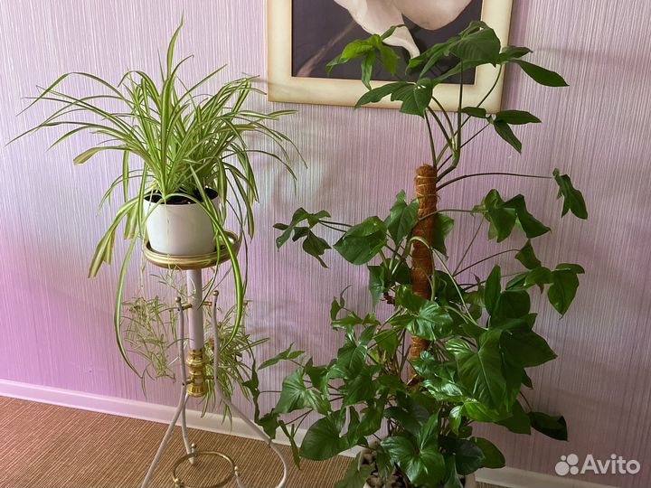 Хлорофитум