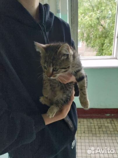 Котёнок девочка бесплатно
