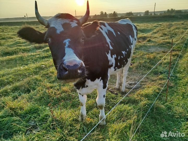 Продается телка