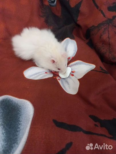 Сирийские хомячки