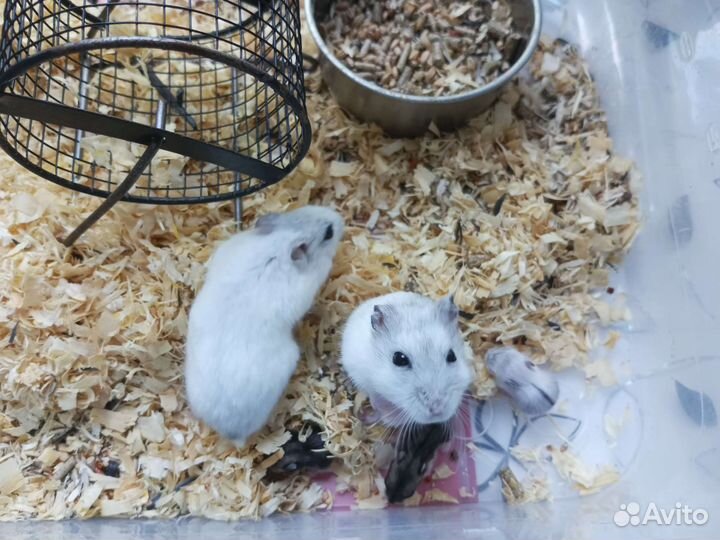 Джунгарский хомяк