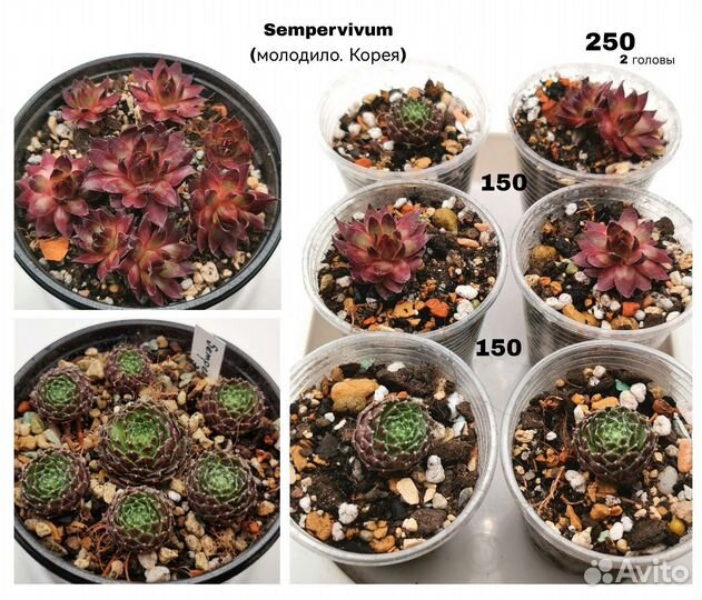 Эхеверия Котиледон Граптоверия