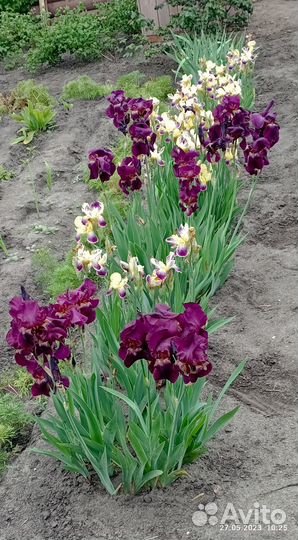 Ирисы