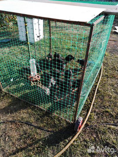 Цыплята маран