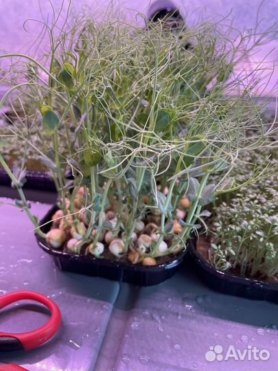 Микрозелень