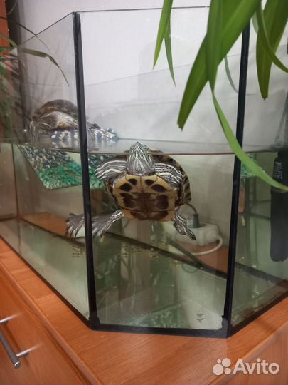 Аквариум для черепах