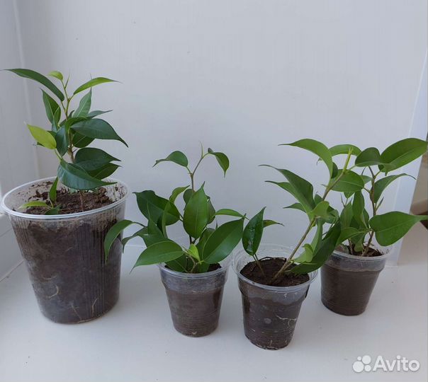 Фикус Бенджамина Экзотика