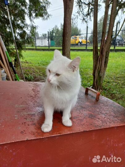 Кот белый