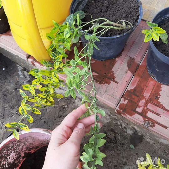 Бересклет форчуна