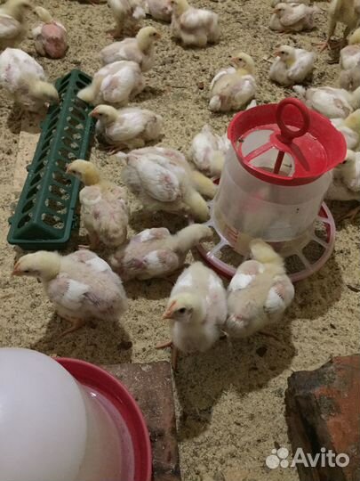 Инкубационное яйцо цыплята несушек бройлеров
