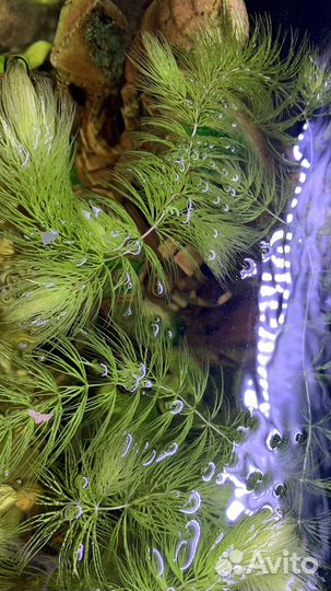 Роголистник в аквариум