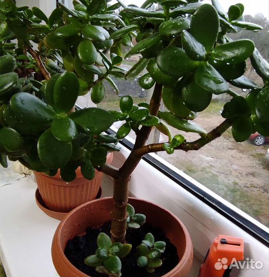 Денежное дерево