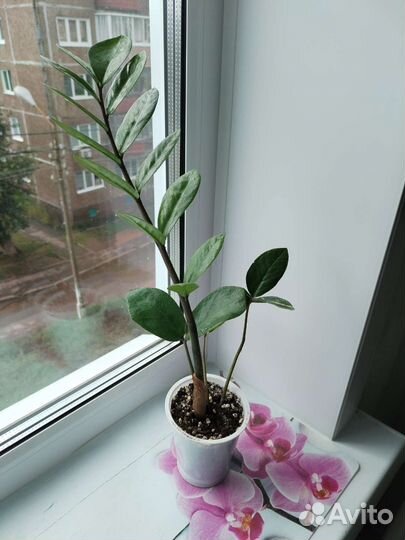 Замиокулькас