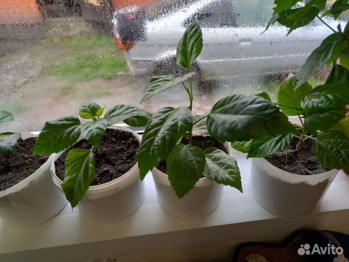 Бесплатно роза китайская