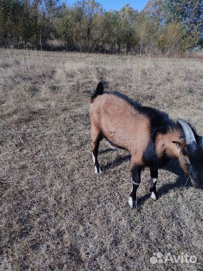Козочка и козлик