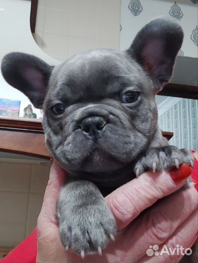 Мальчик французского бульдога
