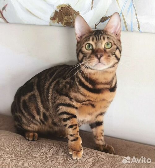 Бенгалы Оренбург