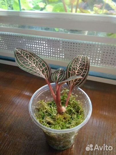 Драгоценная орхидея