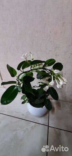 Стефанотис