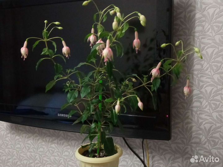 Фуксия Patio princess, Aretes colmar и другие