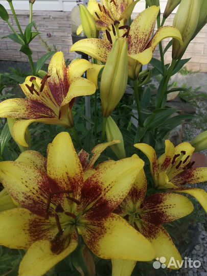 Саженцы пионов, лилии трубчатой