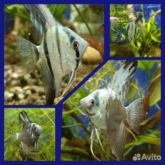 Аквариумные рыбки