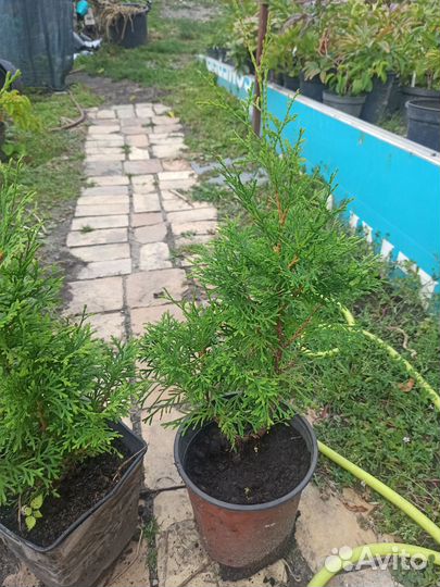 Туя западная смарагд