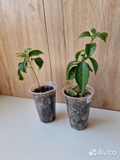 Бугенвиллия