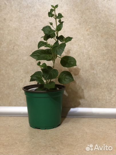 Бегония вечноцветущая