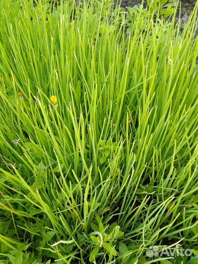 Петрушка, зелёный лук