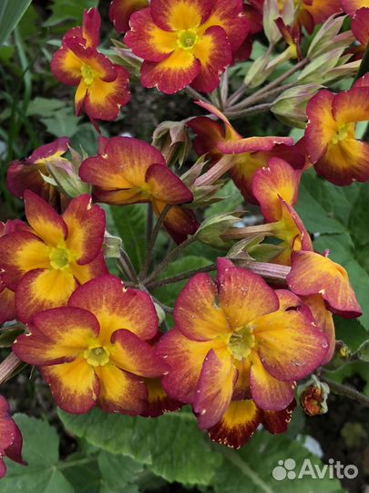 Примулы и другие многолетники