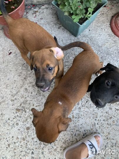 Щенки стаффорда