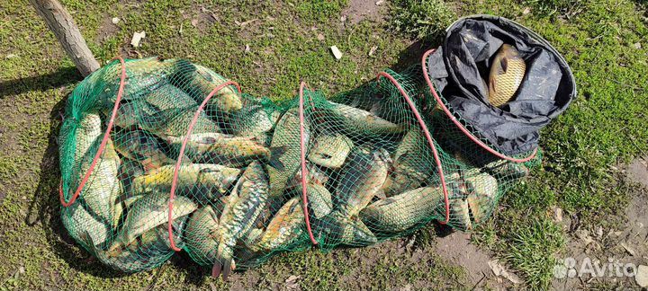 Свежая рыба карп