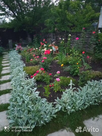 Стахис византийский