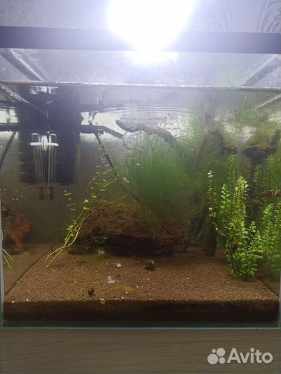 Аквариум (креветочник)