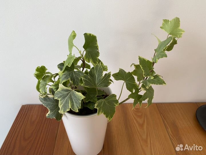 Комнатные растения