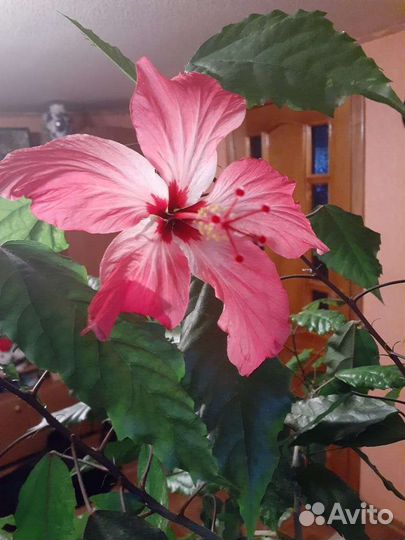 Фикус бенджамина, гибискус, алое, шефлера