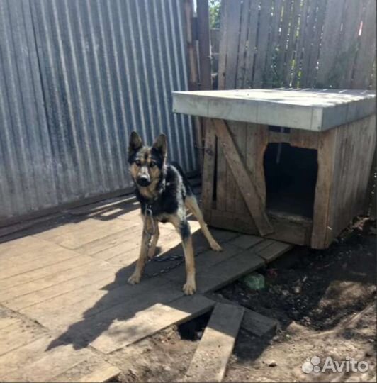 Собака в добрые руки отдам бесплатно