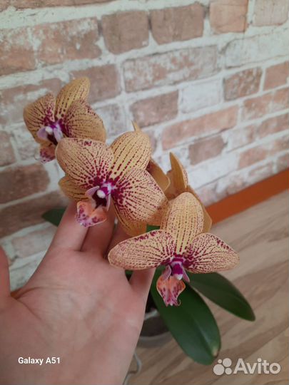 Орхидея фаленопсис