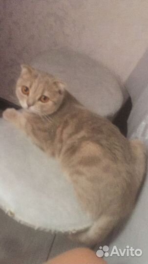 Кошечка в добрые руки