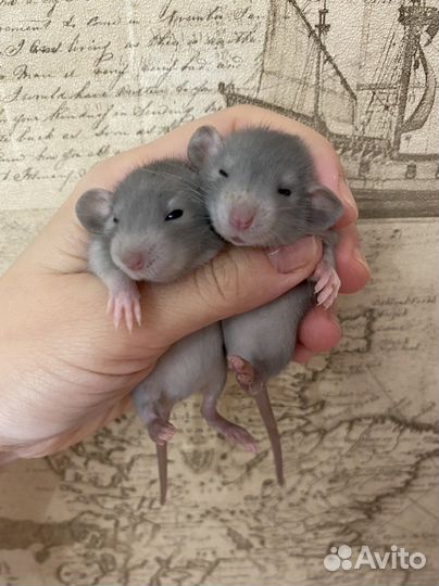 Крысята дамбо много окрасов