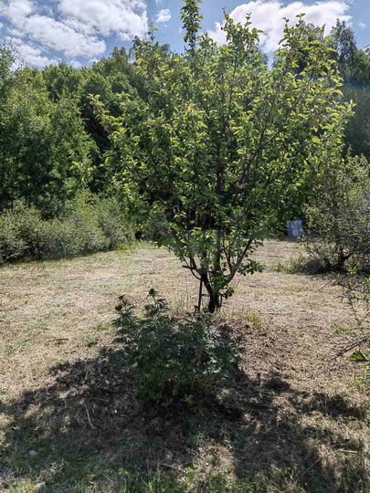 Участок 20 сот. (СНТ, ДНП)