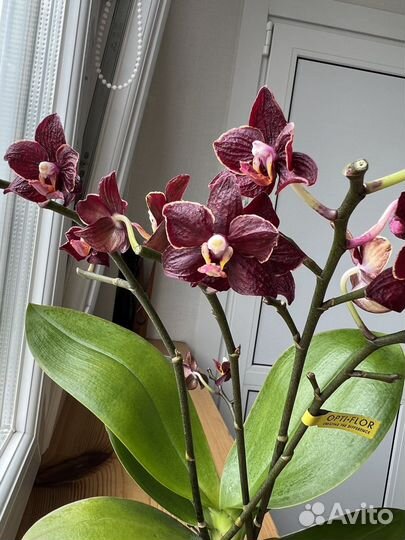 Черная орхидея