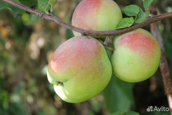 Саженцы яблони Синап орловский