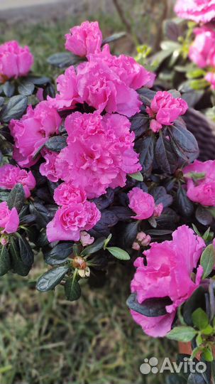 Посадка цветов